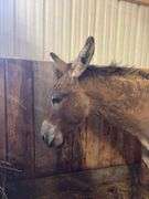Jack Donkey - 7 Yrs Old - Friendly & Good w/ Livestock w/ Coggins Paperwork