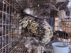 Satin Silkie