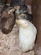 8 Celadon Mix Coturnix Quail - 2.5 Wks Old