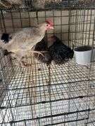4 Mix Young Roosters