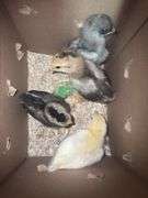 4 White True Blue Chicks