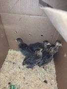 5 Guinea Keets