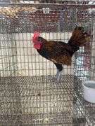 Sebright Rooster