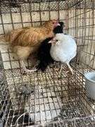 3 Roosters - Frizzle Young Buff Orpington