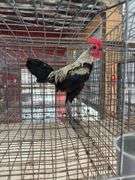 Modern Game Rooster
