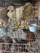 2 Meat Chickens