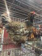 Ameraucana Hen