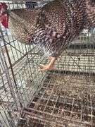 Barred Rock Chicken