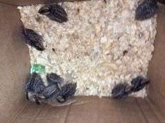 10 Bobwhite Quail - 2 Wks Old w/ Permit