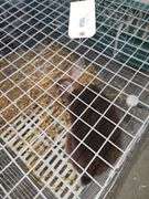 Caster Red Bred Doe - Show Stock - Due July 7th  w/ Cage
