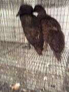 2 Khaki Campbell Runner Ducks - 2 Months Old