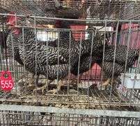 4 Barred Rock Hens - 8 Mos Old