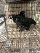 Pair Mottled D'uccles - 14 Wks Old