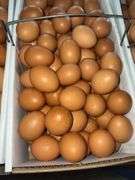 9 Doz Med Brown Eating Eggs