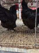 2 Black Australorp Hens