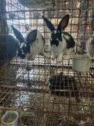 2 Rabbits