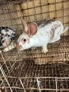 Brown Meat Rabbit