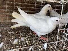2 White Pigeons