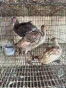 3 Turkey Poults
