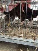 4 Barnyard Mix Roosters