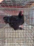 Young Black Rooster