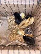 8 Mixed Chicks - Silkies & Mottled Cochin Banties