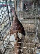 Heritage Bourbon Red Tom Turkey - 1 Yr Old