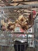 4 Rhode Island Red Hens