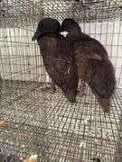 2 Khaki Campbell Runner Ducks - 2 Months Old