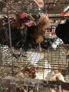 4 Pullets