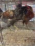 2 Easter Egger Roosters