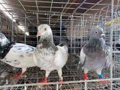 3 Tippler Pigeons