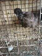 Partridge Show Girl Laying Hen - 6 Months Old