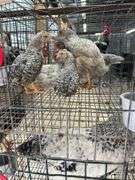 5 Young Cream Legbar/Barred Rock