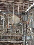 Toulouse Hen Goose - 2 Yrs Old