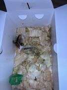 2 Coturnix Quail Chicks - 1 Day Old