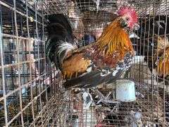 Mille Fluer Duccle Rooster