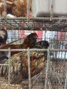 2 Easter Egger Roosters