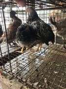 2 Silver Laced Pullets