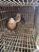 3 Coturnix Quail Hens