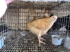 2 Buff Orpington Pullets - 7 Wks Old