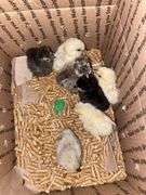 8 Mixed Chicks - Silkies & Mottled Cochin Banties