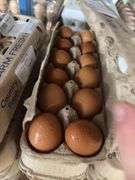 3 Doz Brown Pullet Eating Eggs