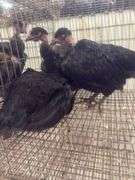 3 Turkens