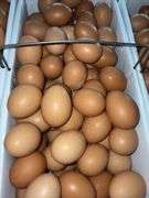 8 Doz Large Brown Eating Eggs