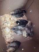 6 White True Blue Chicks