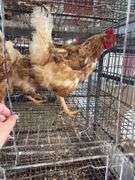3 Red Laying Hens