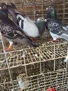 3 Homing Pigeons