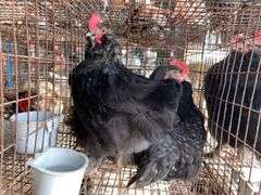 3 Cochin Olive Egger Cockerels - 2 Months Old