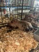 Gilt Mini Pot Belly Pig - 6 Wks Old